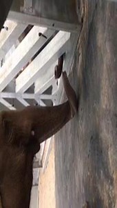10K views · 373 reactions | Our much-loved Asian elephant Tara is the...