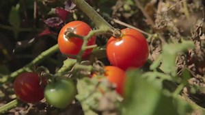 Gilardi's Ristorante is a downtown Springfield icon 18 years and counting. By sourcing their food locally, they provide fresh Italian meals and support local farmers at the same time. Gilardi’s adds to a bustling downtown complete with similar restaurants, a boutique hotel and exciting night spots. | I Love Springfield, MO!