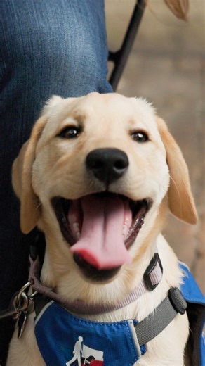 As we wrap up this year and step into the next, help us make it strong. ✨ Your donation helps future clients on the waitlist take the next step toward independence. 💙 Watch how your support changes lives and give today — link in bio. 🦮✨ #GuideDogsOfTexas #GiftOfIndependence #SupportGuideDogs #DonorsMakeItPossible #GuideDogJourney #ChangeALife #EmpowerIndependence #LifeChangingPartnership #PawsForACause #HopeInAction #GiveWithPurpose #CommunityGives #TexasNonprofit | Guide Dogs of Texas, Inc.