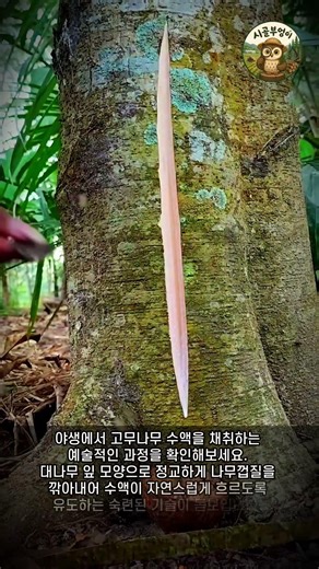 야생에서 고무 수액을 채취하는 전통적인 방법 #worker #process #traditional #bamboo #outdoor