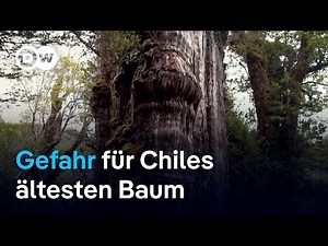 Einzigartig: Warum eine Straße Chiles ältesten Baum bedroht | Global Us
