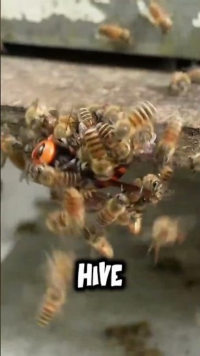 Hornet vs Bee The Deadly Battle 🐝
