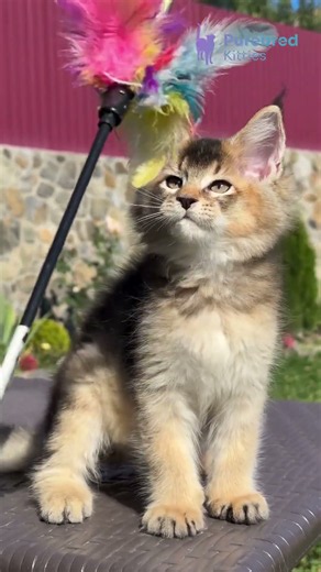 Meet Melrose: Golden Maine Coon in Black Golden Ticked Tabby 🖤✨💚 #GoldenMaineCoon