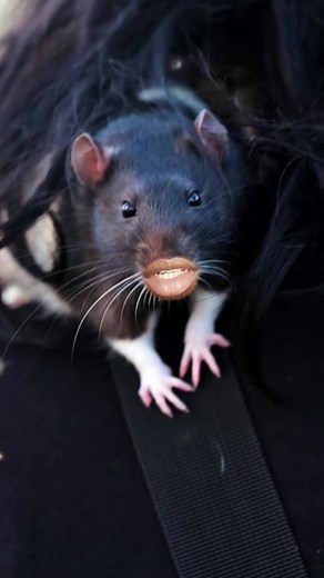 #fyp #foryou #rats #foryou #hlekanakanjani #brajobe