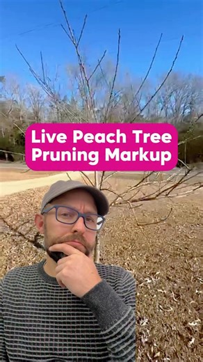 Josh Gardens on Instagram: "Post PRUNE in the comments to get your tree marked up live 🍑✂️ This peach tree has never been pruned and still puts out 30 to 40 peaches a year 🌳 With a few smart cuts, training growth out of the center, and removing heavy horizontal branches, it can do even better 💪🍑 I’m hosting a live pruning workshop on February 15 with 90 minutes of training plus live tree markups 📆 Post PRUNE and I’ll send you all the details 👇 #fruittrees #peachtree #pruning #homeorchard #