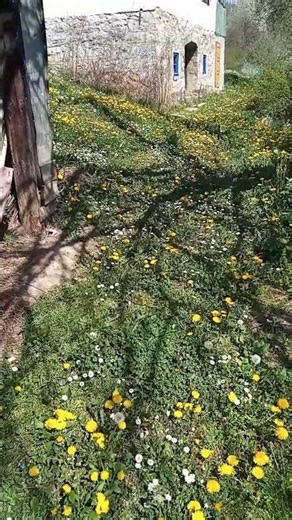 Back Again in Spring: A #House Surrounded by Dandelions #nature #rural
