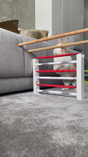 He did such a great job today 🐰🤍 #petsoftiktok #bunny #rabbit #bunnyvideos #rabbitjump #bunnyjump #jumping #jumpingbunny #fy #fyp #foryou #viral #jumphigh #cute #followformorevideo #cutevideo #fast