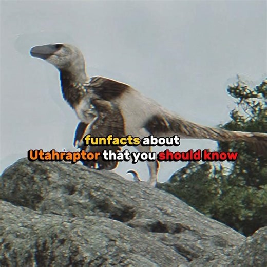 These funfacts about Raptor with steroids, Utahraptor #extinctanimals #foryou