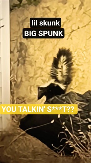 Lil Spunk, The Punk Skunk #skunks #nationalgeographic #wildlife
