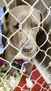 1.4K views · 27 reactions | ADOPTED :) #A4215316 "Lindley" Intake...