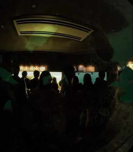 ③【葛西臨海水族園を訪れて — 初めての水族館体験を堪能してみた】第二章 📺本編はVR180の8Kバージョンで公開中！→🌊 [Exploring Kasai Rinkai Aquariumを押して‼