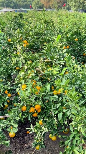 How sweet can homegrown oranges get? This harvest is so refreshing! 🍊