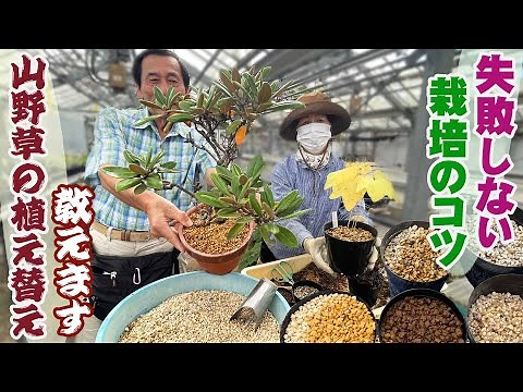 【Replanting wildflowers】Botanical gardens teach and demonstrate foolproof cultivation methods