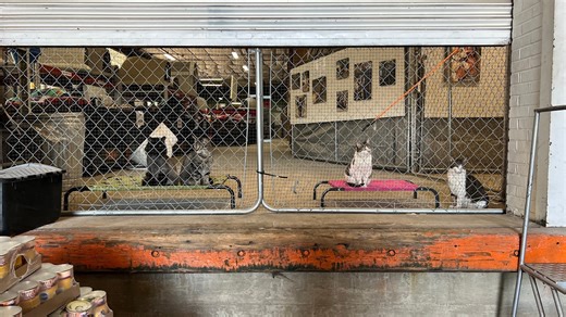 New adoption program focuses on 'working cats'