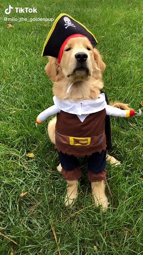 Milo_the_goldenpup on TikTok