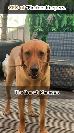 Labrador edition. Finders and Keepers 😂 #shorts #labrador