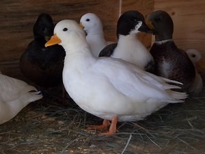 Call Ducks!!!!!! All colors