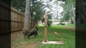 Dog controls a catapult