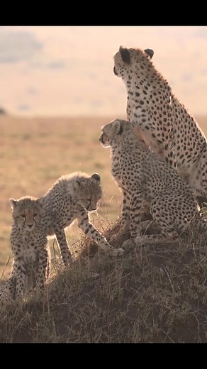 Cheetah and her cubs#cheetah | Rnrose | Facebook