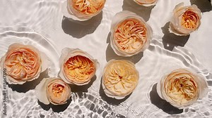 Yellow rose flowers on water surface. Waves, water Splash on white background. Sun and shadows. Pure water with reflections sunlight and shadows in slow motion. . High quality 4k footage