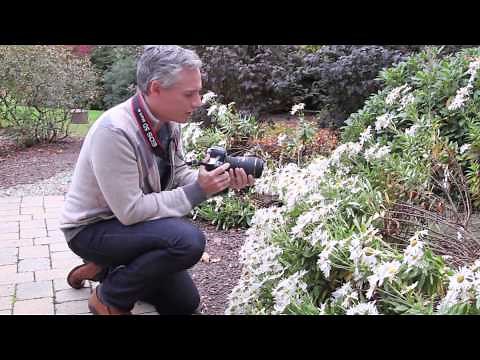 How to Photograph Insects: Bees, Butterflies, Wasps, and Flies Photography Tutorial
