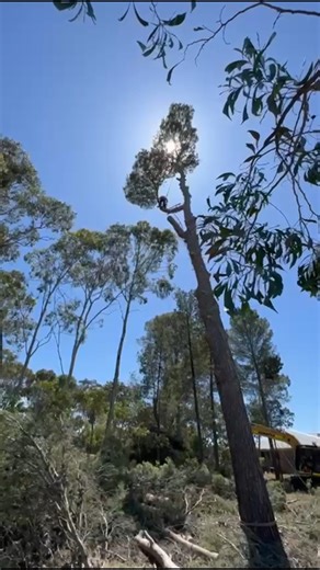 #Arborist #treeworker #treeclimber #climbtrees #ChainsawLife | TreeTech
