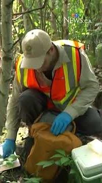 Raccoon rabies operation underway on Montreal's South Shore