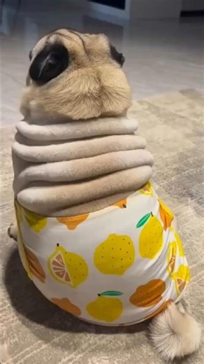CUTEST PUG PUPPY MOMENTS #shorts #usa #cutepets