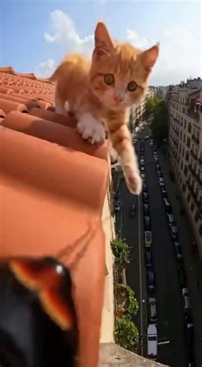 ROACH POV | Cat Threat on Slanted Roof 1| Realistic First-Person (No Cuts)