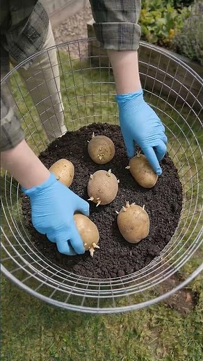 Vertical Potato Growth: Maximize Space & Harvest More!🥔 #garden #plants