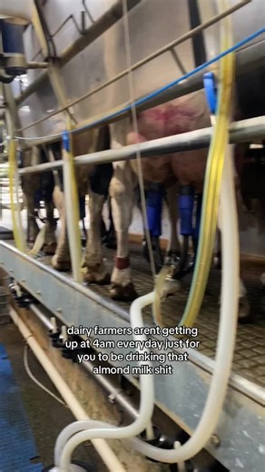 Real Insights into Dairy Farming and Almond Milk