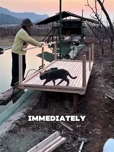 Woman Builds a Lake House for Her Cat 🐈🌊 #shorts