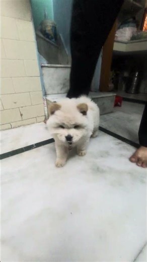 #dog #chowchow #sweet #dogshorts