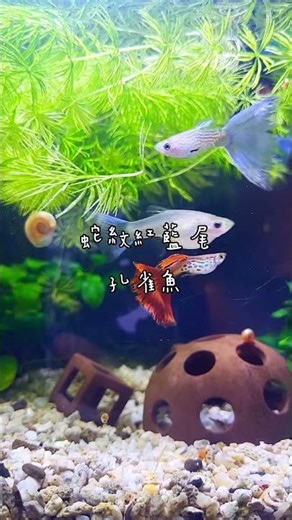 ＜孔雀魚＞藍草尾／銀河日本藍蕾絲雙劍／蛇紋紅藍尾／辛加藍／紅蕾絲