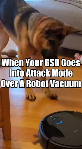 When Your GSD Goes Into Attack Mode Over A Robot Vacuum
