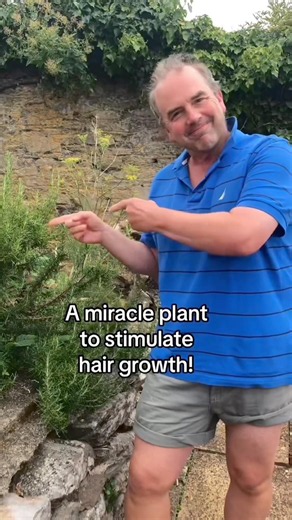 How to cure hair loss and baldness. Make a rosemary tonic hair wash from rosemary in your garden
