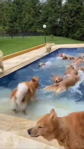 Golden Retrievers Invade Swimming Pool