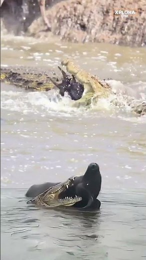 Terrifying River Attack! Wildebeest Faces Giant Crocodile in a Heart-Stopping Survival Moment