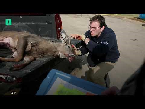 Zombie Deer Disease Explained