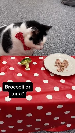 Keith’s taste test!!! What does a cat cow eat? #keiththecatcow #chonky #tastetest #catsoftiktok #fyp
