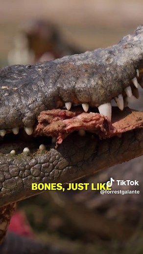 India's 5th Deadliest Animal: Mugger Crocodile Attack