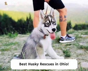4 Best Husky Rescues in Ohio! - We Love Doodles