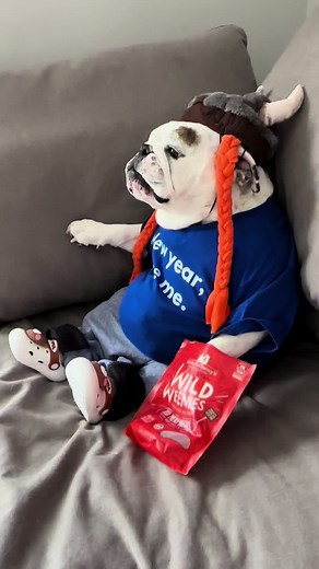 English Bulldog Eating Compilation | Funny Bulldog Food Videos