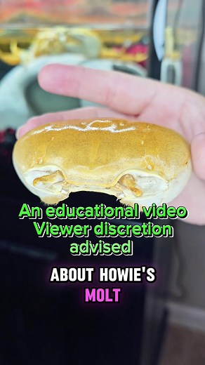 This is a long educational video discussing Howie's molt. If you're squeamish, maybe skip this video. I included at the end, an older video discussing how crabs go to the bathroom if you'd like to learn. This video goes over the basics without getting too technical. #educational #crabanatomy #howiethecrab
