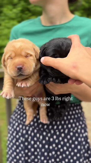 Miss yellow, being the ONLY yellow pup of the whole litter, still holds her own because she can make some NOISE! 🤣🤣❤️ We are so proud of this lovely litter. These guys already weigh in at 3 lbs, and are growing FAST. cannot wait to share more!! #englishlab #blacklabpuppy #yellowlabpuppy #blacklabrador #englishlab | The Happiest Labrador