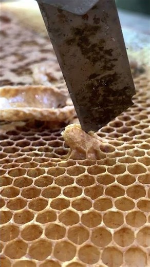 Queen Cell Management 🐝 | Control Your Colony Like a Pro