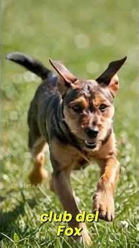 🐾 Origen del Terrier Alemán (Jagdterrier)
