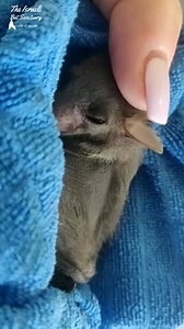 Sleepy rescued baby bat enjoying some warm cuddles with foster mom #babybat #batrescue #wildliferescue #animalsanctuary #fostercare #cuddles #sleepybaby #handraised | The Israeli Bat Sanctuary