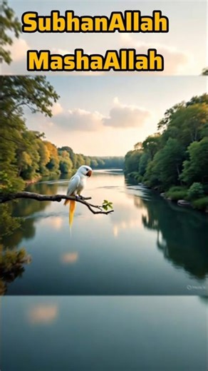 “A Parrot Reciting… So Beautiful 🌙🤍✨”