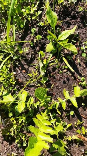 Survival Garden #garden #shorts